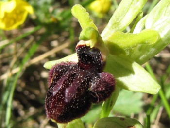 ophrys sphegodes
